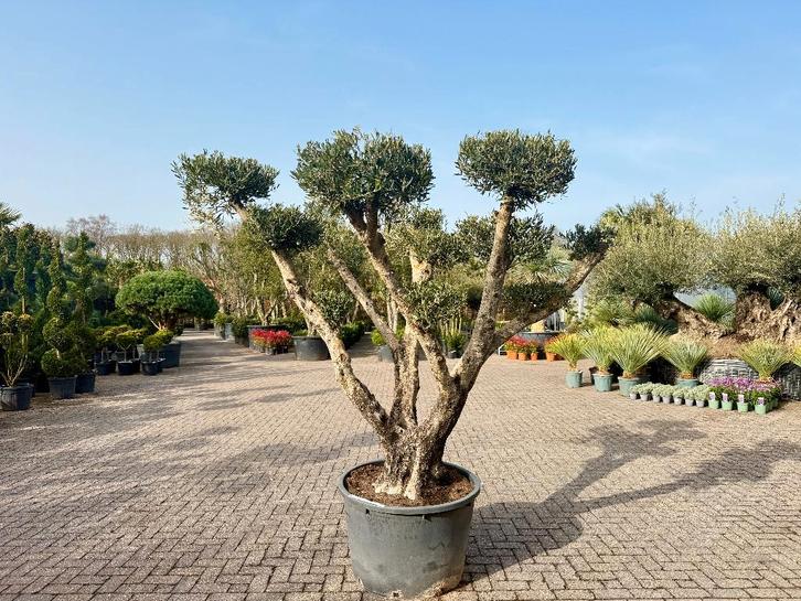 Olijfboom pon pon groot - Olea europaea te koop!!!, Tuin en Terras, Planten | Bomen, Olijfboom, 100 tot 250 cm, Volle zon, Zomer