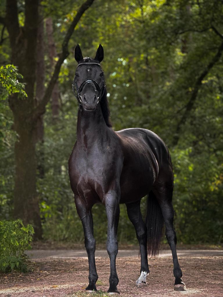 Zwarte KWPN merrie te koop allround, Dieren en Toebehoren, Merrie, 11 jaar of ouder