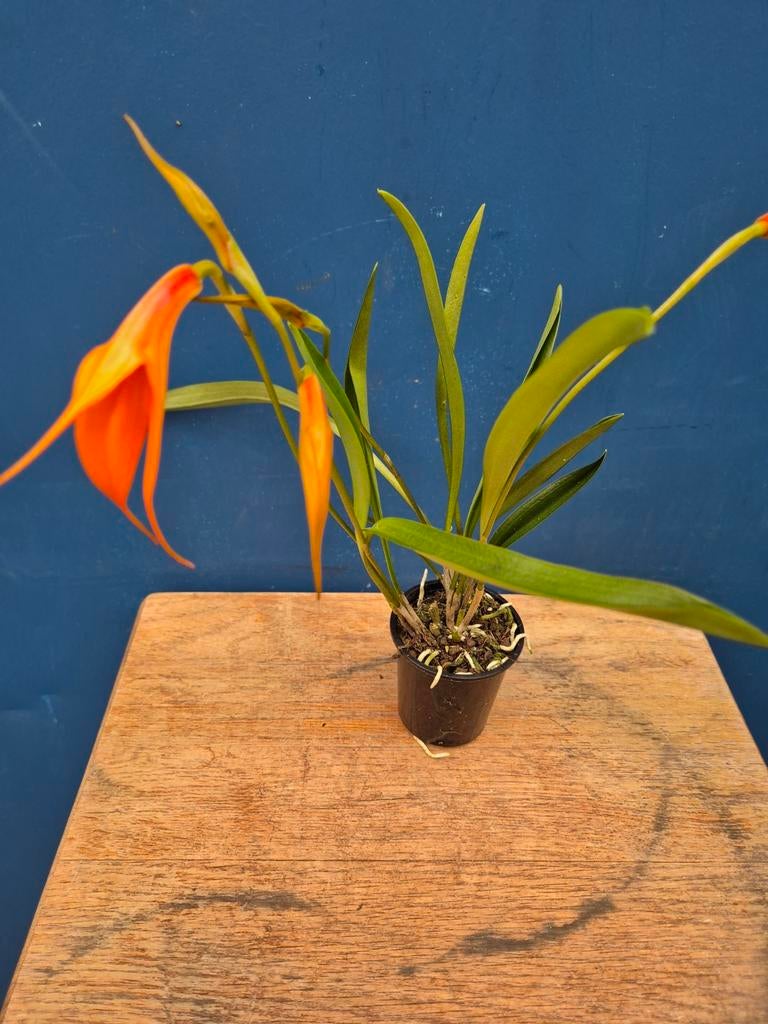 Orchidee Masdevallia Oranje p6 (5), Huis en Inrichting, Kamerplanten, Ophalen of Verzenden, Halfschaduw, Minder dan 100 cm