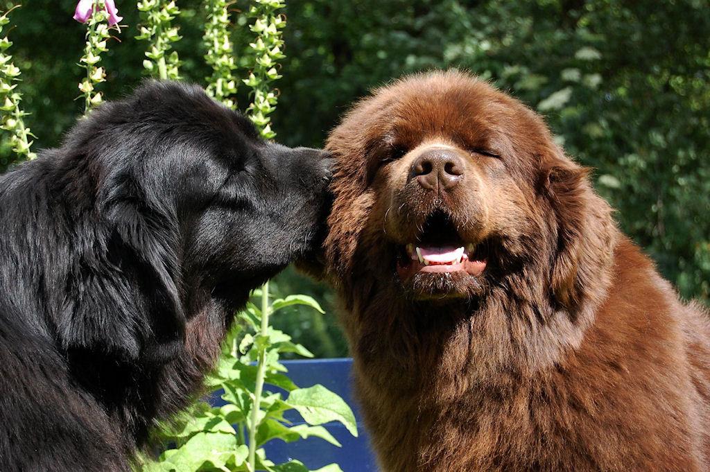 Newfoundlander pup gezocht - zwarte of bruine reu, Dieren en Toebehoren, Ophalen of Verzenden