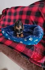 ruwhaar dwerg/kaninchen reutje, Parvo, 8 tot 15 weken, Dwerg, Meerdere