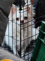 Chihuahua reutje te koop, Reu, Eén hond, Chihuahua, 3 tot 5 jaar