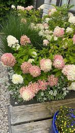 Gratis 3 hortensia’s, Vaste plant, Halfschaduw, Zomer, Ophalen