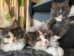 Maine coon kittens met stamboom, Meerdere dieren, Met stamboom