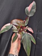 Philodendron Pink Princess p12 (6)