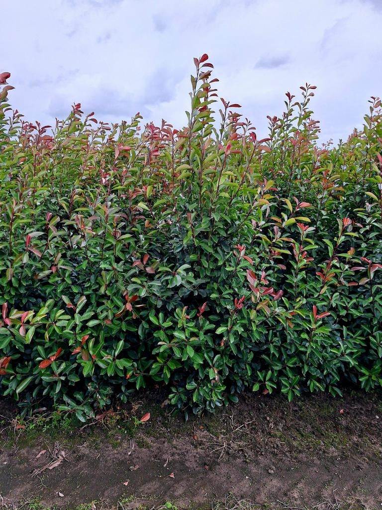 Fraseri Red Robin 🍁🌿 groenblijvende haagplant🍁🌿, Ophalen, Overige soorten, 100 tot 250 cm