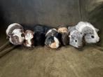Cavia’s, Dieren en Toebehoren, Knaagdieren, Januari, Meerdere dieren, Cavia