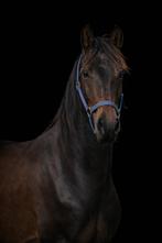 2 kwpn merries (onbeleerd/ 3 jaar), Dieren en Toebehoren, Paarden, Merrie, Met stamboom, Dressuurpaard, 3 tot 6 jaar