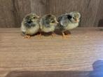 Wyandotte kuikens, Dieren en Toebehoren, Pluimvee, Meerdere dieren, Kip