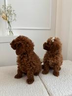 Toy poodle / toy poedel, Dieren en Toebehoren, Honden | Chihuahua's en Gezelschapshonden, Poedel, Particulier, 8 tot 15 weken