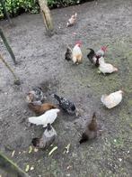 Serama  jonge kipjes en kuikens  en broedeieren, Dieren en Toebehoren, Pluimvee, Vrouwelijk, Kip