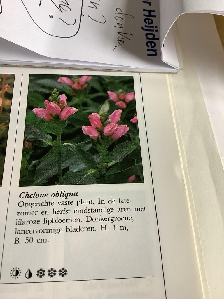 DIV bio gekweekte vaste bloempotjes in p9, Vaste plant, Halfschaduw, Zomer, Ophalen