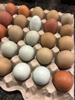 Broed eieren Marans x Cream Legbar + groenlegger, Geslacht onbekend, Kip