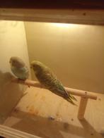 Te koop, Dieren en Toebehoren, Vogels | Parkieten en Papegaaien, Meerdere dieren, Parkiet