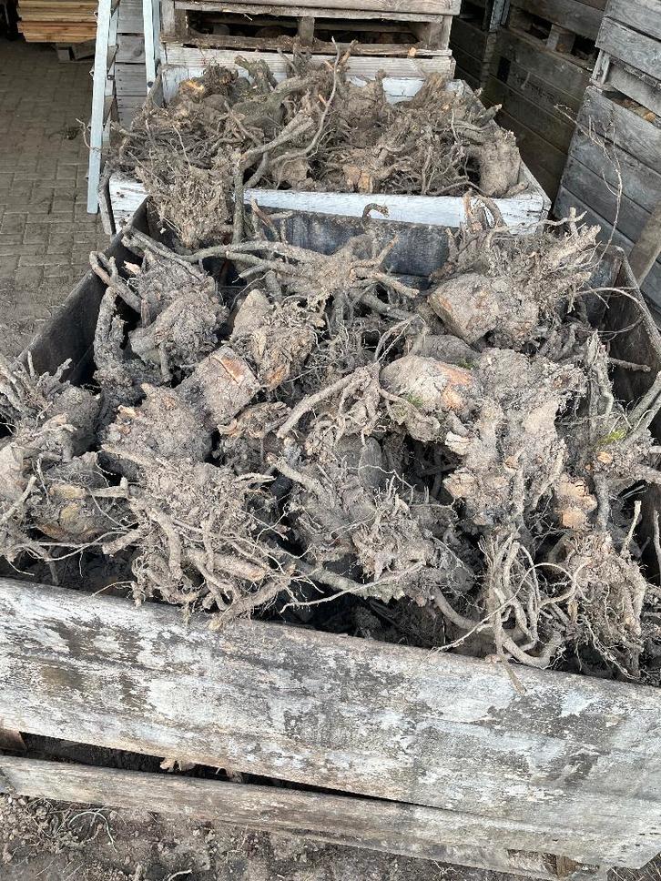 Wortels van fruitbomen te koop!!, Tuin en Terras, Haardhout, Blokken, Overige houtsoorten, Minder dan 3 m³, Ophalen