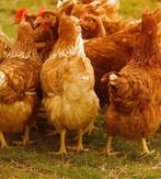 Te koop jonge legkippen, Vrouwelijk, Kip