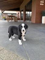 Appenzeller Pups, Dieren en Toebehoren, Parvo, 8 tot 15 weken, Meerdere, Meerdere dieren