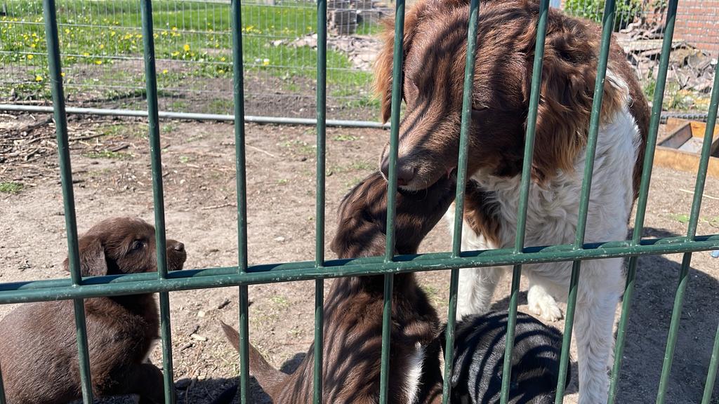 Schattige Labrador-Friese Stabij pups, 8 tot 15 weken, Parvo, Meerdere, Meerdere dieren