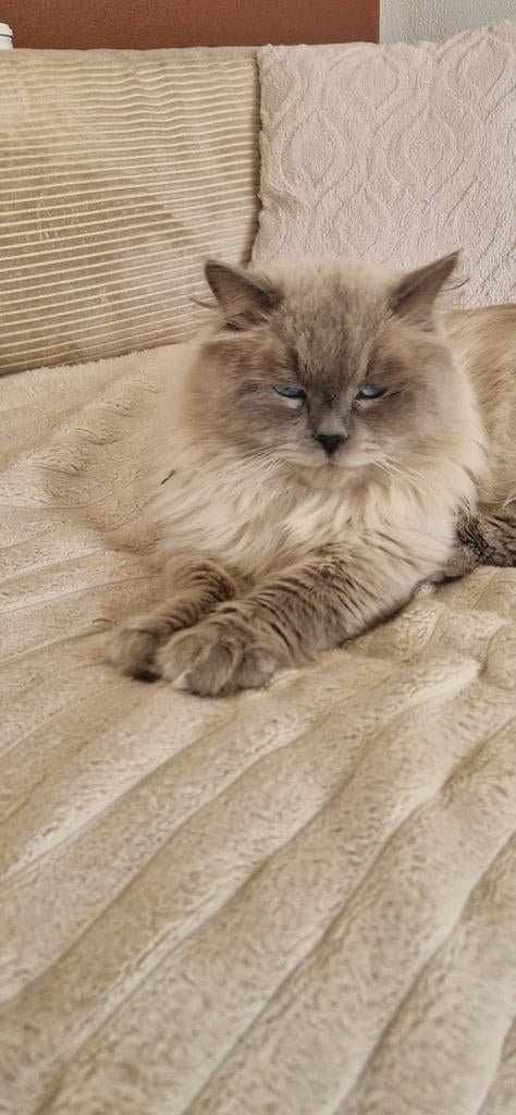 Gevraagd gastgezin voor Siberische Neva Masquerade kater, Dieren en Toebehoren, Kater