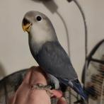 Jonge Agapornis Roseicollis (Popje), Vrouwelijk, Dwergpapegaai of Agapornis, Geringd