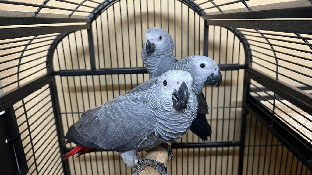 Süper tamme Babys Grijze Roodstaarten, Meerdere dieren, Papegaai, Pratend