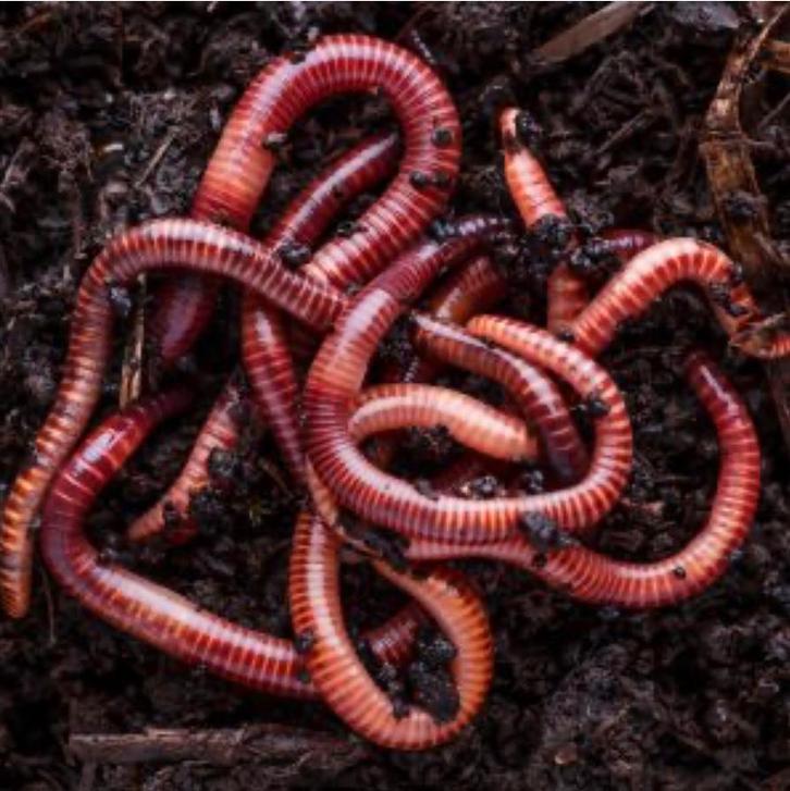 Compostwormen / tijgerwormen voor je compostbak, Tuin en Terras, Aarde en Mest, Ophalen of Verzenden