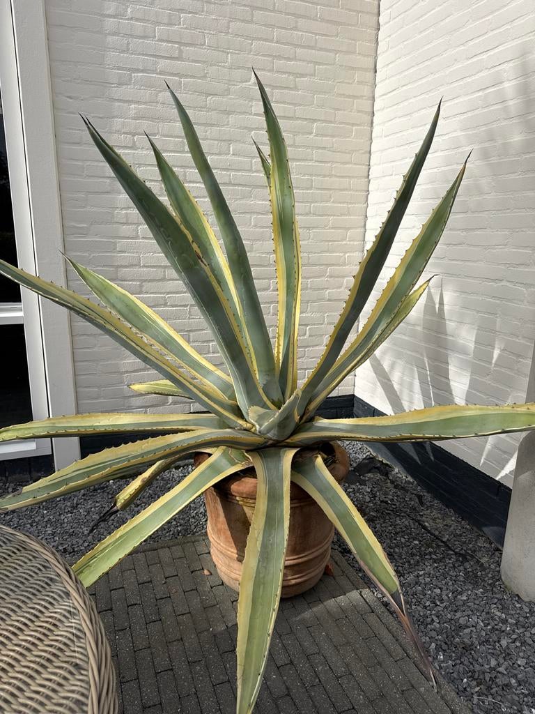 Grote Agave americana in terracotta pot - 170cm hoog, Tuin en Terras, Volle zon, Vaste plant, Bloeit niet, Ophalen