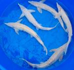 Albino Steur – 40/50 cm – Actie! - Koidream Valburg, Dieren en Toebehoren, Vissen | Vijvervissen, Steur