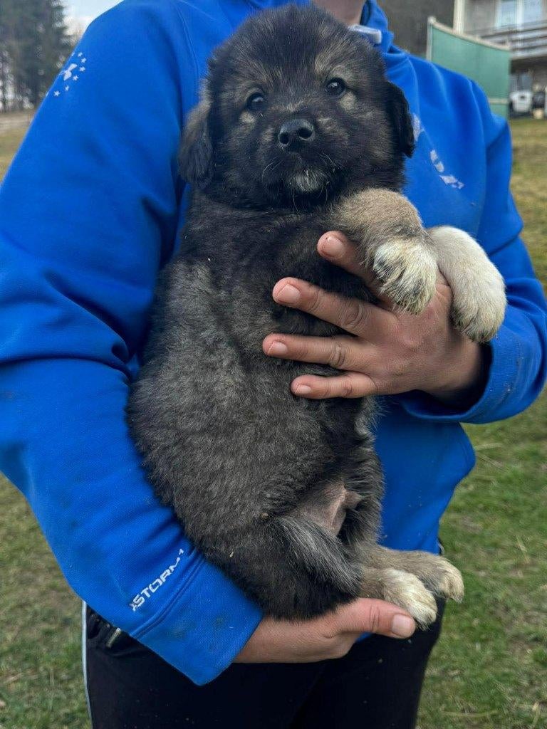 Cashew – een vriendelijk en knuffelig mannetje, Particulier, 15 weken tot 1 jaar, Reu, Buitenland