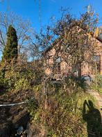 Krulhazelaar (Corylus avellana 'Contorta'), Volle zon, Vaste plant, Lente, Ophalen