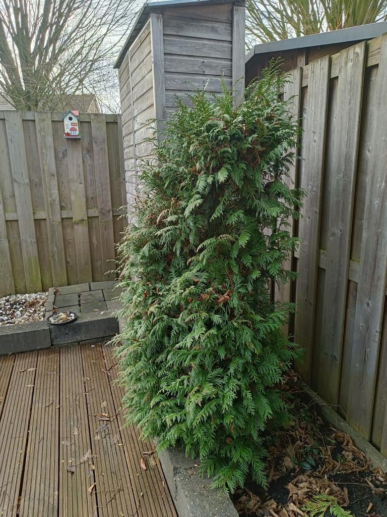 Conifeer, Tuin en Terras, Planten | Bomen, Ophalen, Bloeit niet, Halfschaduw, Overige soorten