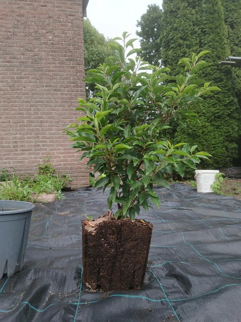 Prunus lusitanica angustofolia, Tuin en Terras, Planten | Struiken en Hagen, Ophalen, Haag, Minder dan 100 cm, Laurier
