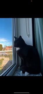 Katten (6maanden oud), Meerdere dieren, Ontwormd