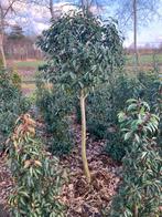 Portugese laurier op stam, Tuin en Terras, Volle zon, Vaste plant, Bloeit niet, Ophalen