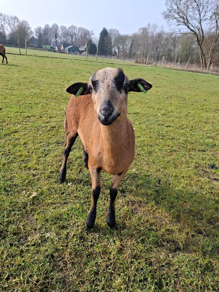Prachtig Barbados Black Belly rammetje (november 2025), Mannelijk, Schaap