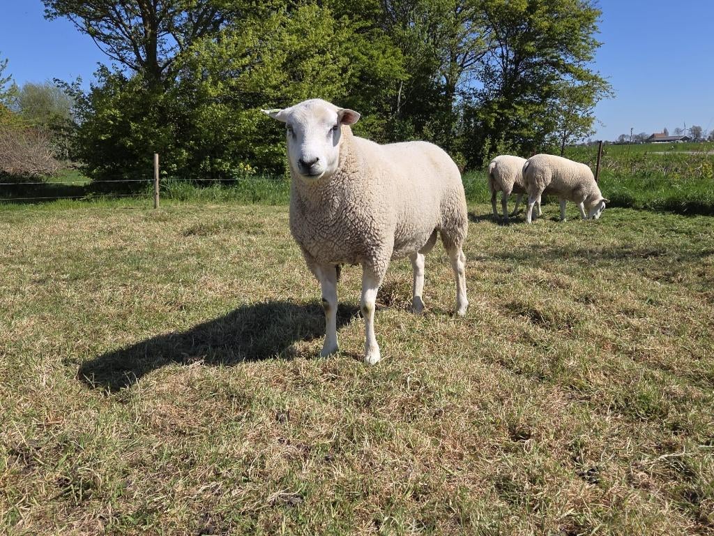 Dekram, Dieren en Toebehoren, Mannelijk, Schaap, 0 tot 2 jaar