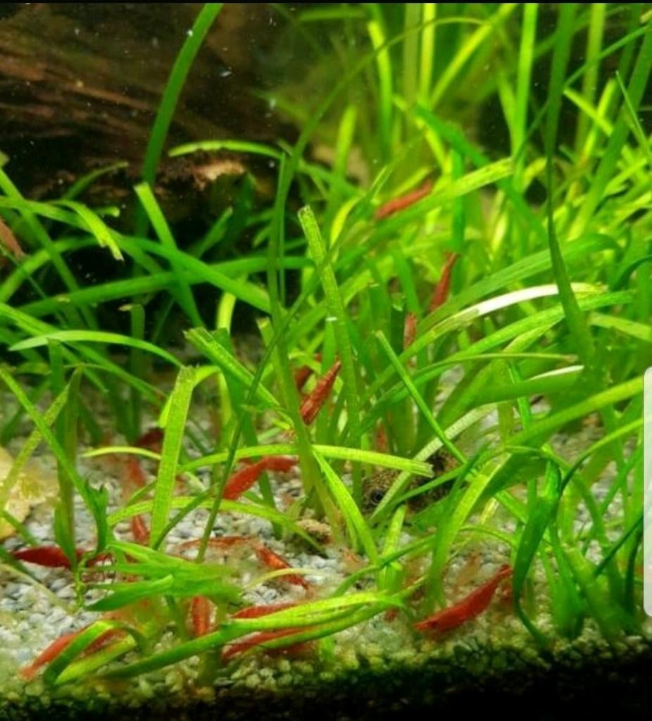 20 Rode vuurgarnalen voor €17,50, Dieren en Toebehoren, Vissen | Aquariumvissen, Kreeft, Krab of Garnaal
