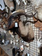 opgezet geit ram bok shoulder borst preparaat hert, Ophalen of Verzenden