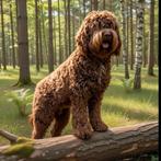 Australian labradoodle pups, Dieren en Toebehoren, Honden | Niet-rashonden, Parvo, Meerdere dieren, Eén hond, Nederland