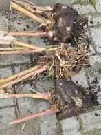 Siergember , Hedichium Gardnerianum, Tuin en Terras, Planten | Tuinplanten, Ophalen, Overige soorten, Volle zon