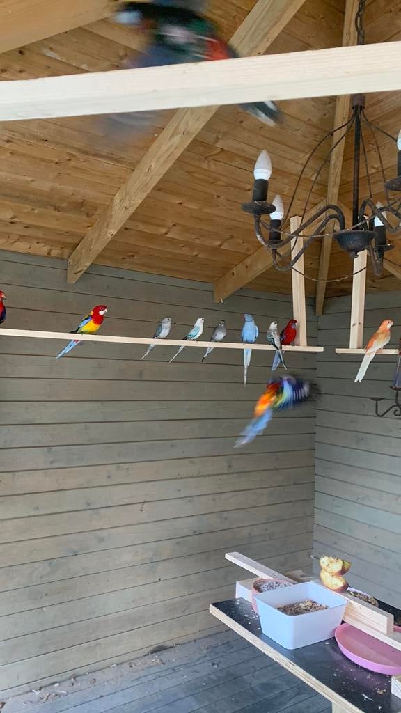Twee koppels blauwe roodruggen, Dieren en Toebehoren, Vogels | Parkieten en Papegaaien, Meerdere dieren, Parkiet