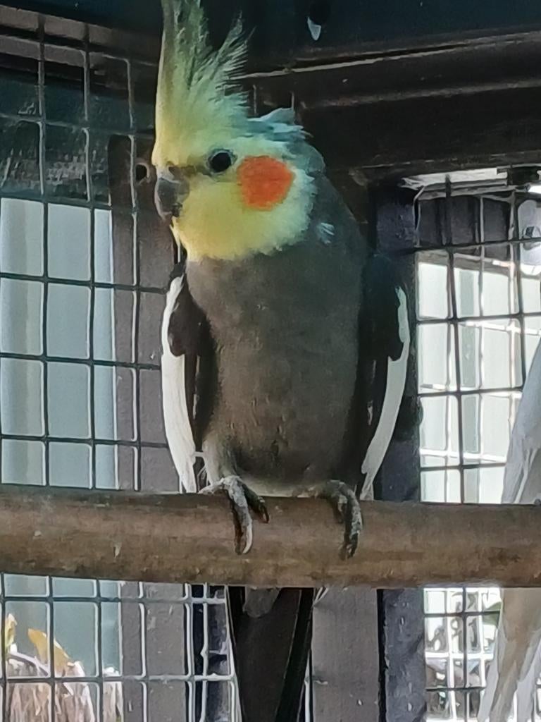 VALKPARKIET MAN 2025 WILDKLEUR, Dieren en Toebehoren, Vogels | Parkieten en Papegaaien, Mannelijk, Parkiet