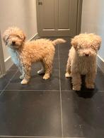 labradoodle F3 pups zoeken lief baasje, Parvo, Overige rassen, 8 tot 15 weken, Meerdere dieren
