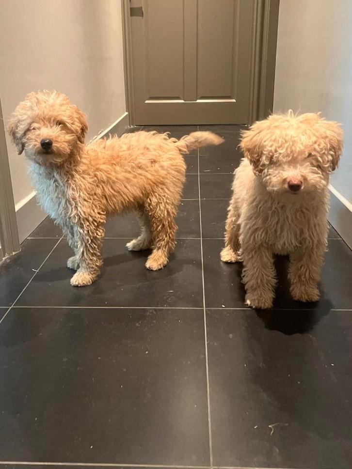 labradoodle F3 pups zoeken lief baasje, Dieren en Toebehoren, Honden | Retrievers, Spaniëls en Waterhonden, Meerdere dieren, Overige rassen