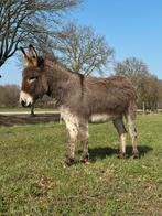 mogelijk dragende ezel merrie, Dieren en Toebehoren, Overige Dieren, Januari, Vrouwelijk