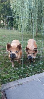 Schattige kune kune varkentjes, Dieren en Toebehoren, Meerdere dieren, Varken