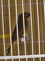 Twatwa Pop 2021 Broedrijp!!, Dieren en Toebehoren, Vogels | Overige Vogels, Vrouwelijk