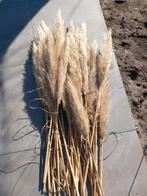Decoratieve pluimen voor huis en tuin, Ophalen, Siergrassen