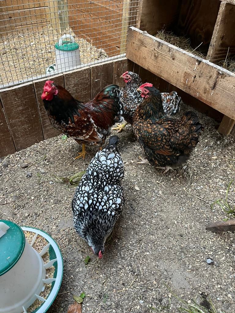 Wyandotte broedeieren, Dieren en Toebehoren, Geslacht onbekend, Kip