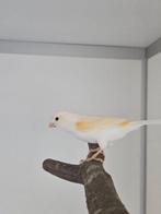 Mascha zoekt een huisje (Kanarie), Geslacht onbekend, Kleurkanarie